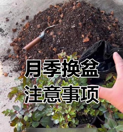 换盆的正确步骤和注意事项是什么？