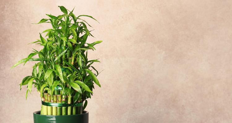 只用水养的植物有哪些？它们的养护方法是什么？
