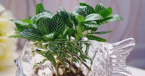 只用水养的植物有哪些？它们的养护方法是什么？