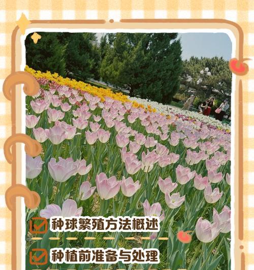 郁金香球茎种植方法和注意事项？