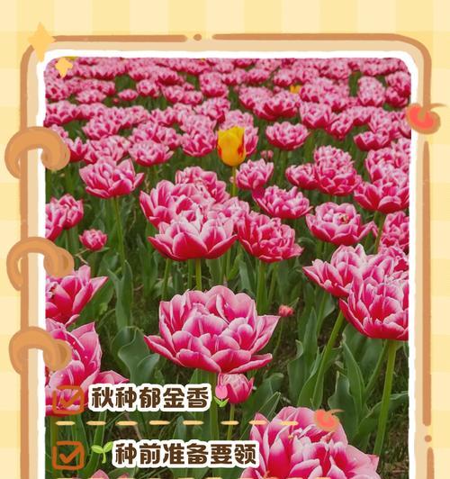 郁金香球茎种植方法和注意事项？