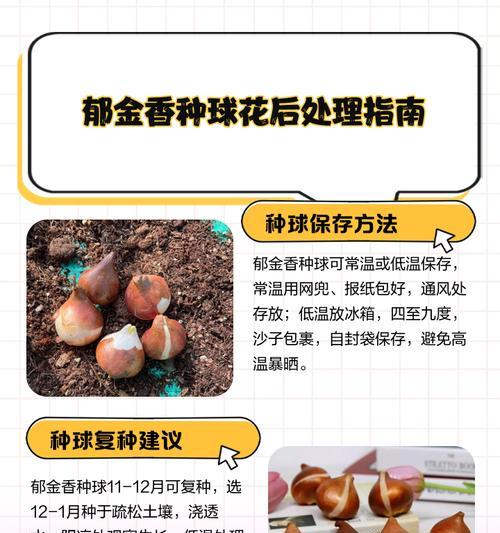 郁金香球茎种植方法和注意事项？