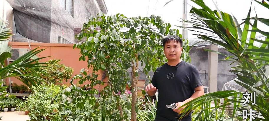 幸福树过高如何进行修剪？