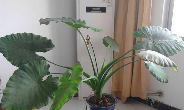 滴水观音怎么滴水才能保持健康？