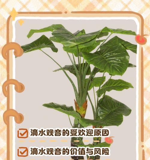 滴水观音怎么滴水才能保持健康？