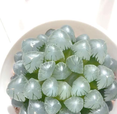 玉露夏季养护要点是什么？如何避免高温造成的伤害？