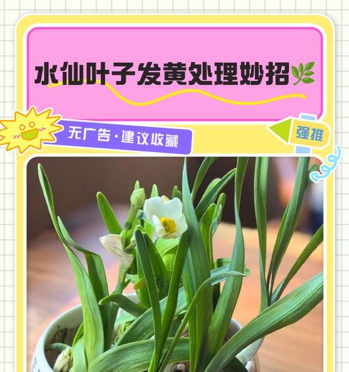 仙人掌根部发黄怎么办？如何进行有效的处理？