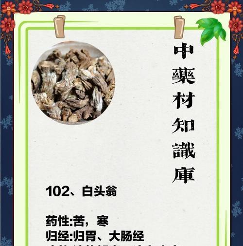 白头翁的养护方法和注意事项有哪些？