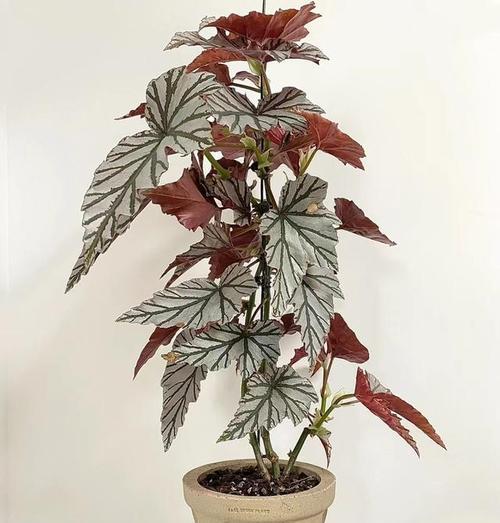 什么花放到卧室最好？卧室适宜摆放的花卉及其好处是什么？