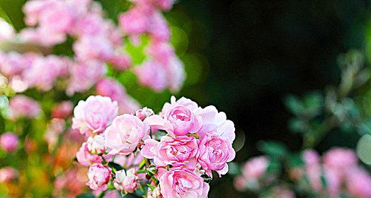 秋天有哪些花卉会开放？
