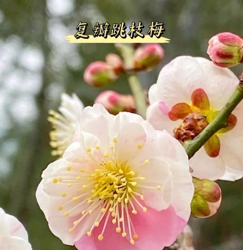 梅花有多少品种？梅花品种分类有哪些？