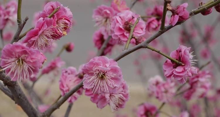 梅花有多少品种？梅花品种分类有哪些？