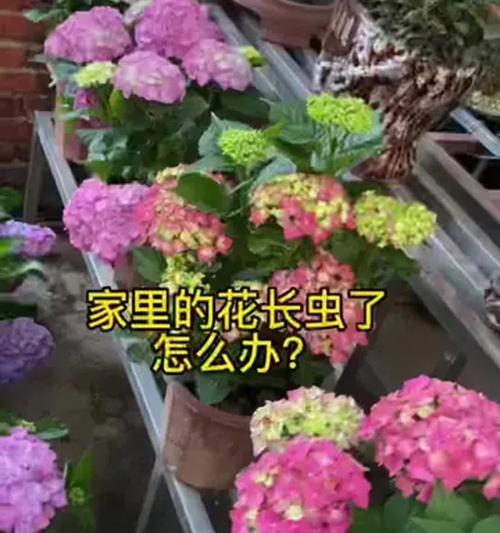 玫瑰花长虫了怎么办？防治虫害的有效措施是什么？