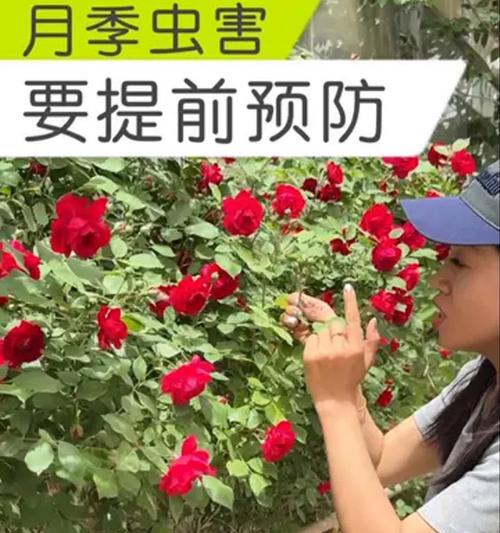 玫瑰花长虫了怎么办？防治虫害的有效措施是什么？