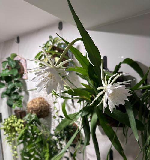昙花叶子发黄怎么办？有哪些可能的原因？