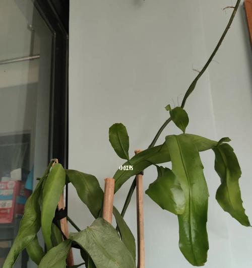 昙花叶子发黄怎么办？有哪些可能的原因？