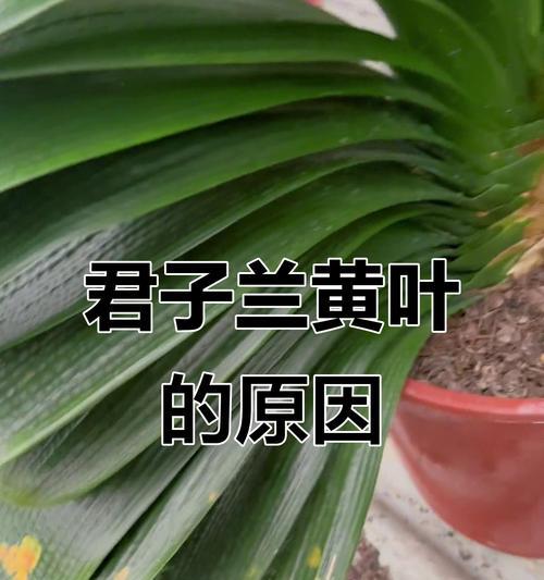 君子兰叶子枯黄是什么原因？如何有效处理？