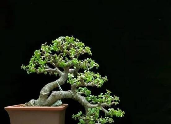 盆景有哪些树种？盆景树种的选择和养护方法是什么？
