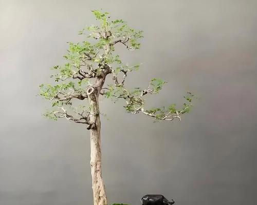 盆景有哪些树种？盆景树种的选择和养护方法是什么？