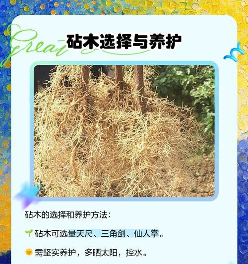 蟹爪兰最佳嫁接时间是什么时候？
