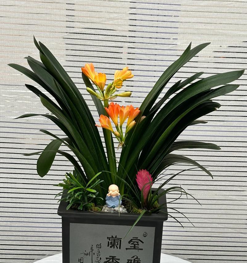 君子兰品种有哪些？
