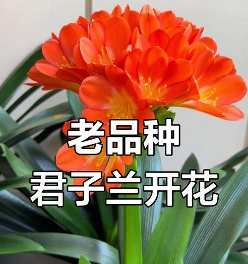 君子兰品种有哪些？