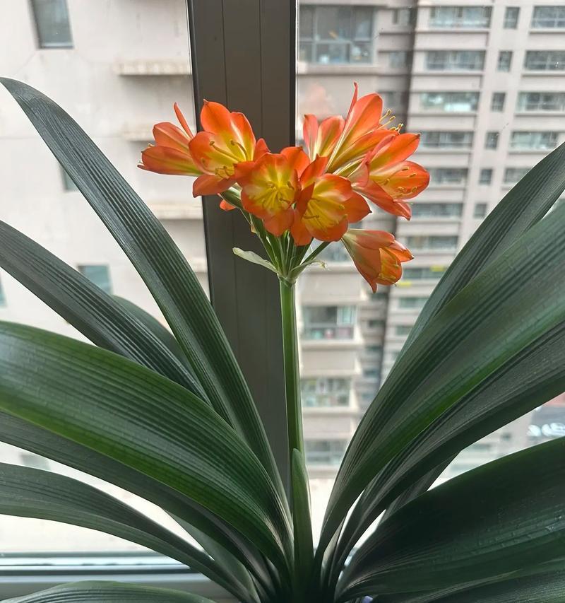 君子兰品种有哪些？