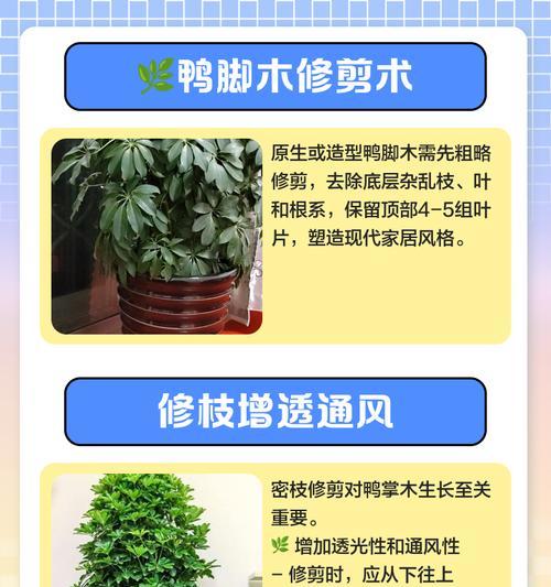 鸭脚木过高时的修剪技巧是什么？