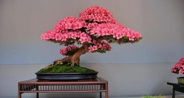 杜鹃的养殖技巧是什么？如何让杜鹃花开得更美？