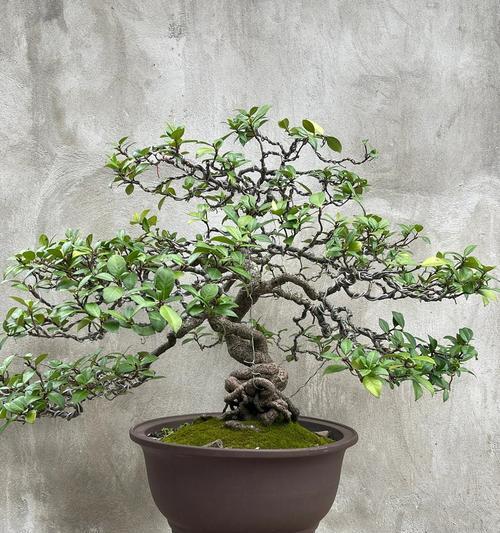 络石的品种有哪些？络石种植需要注意什么？