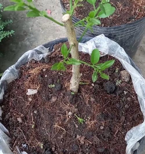 什么植物嫁接？哪些植物适合进行嫁接？