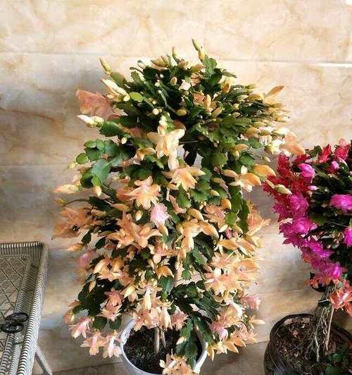 什么植物嫁接？哪些植物适合进行嫁接？
