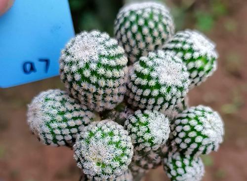 什么植物嫁接？哪些植物适合进行嫁接？