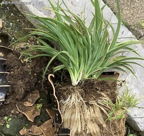 花蝴蝶植物的养护和繁殖技巧是什么？