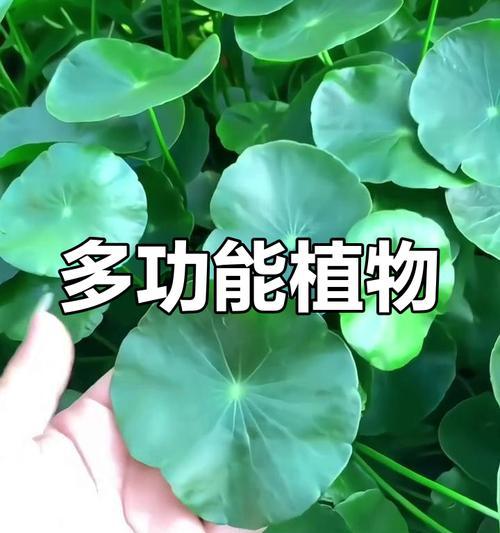 常见的阔叶植物有哪些？它们的养护要点是什么？