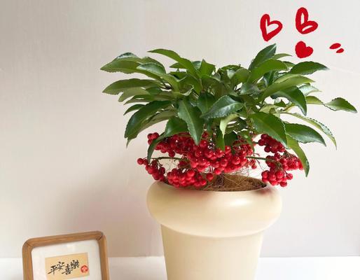 常见的阔叶植物有哪些？它们的养护要点是什么？