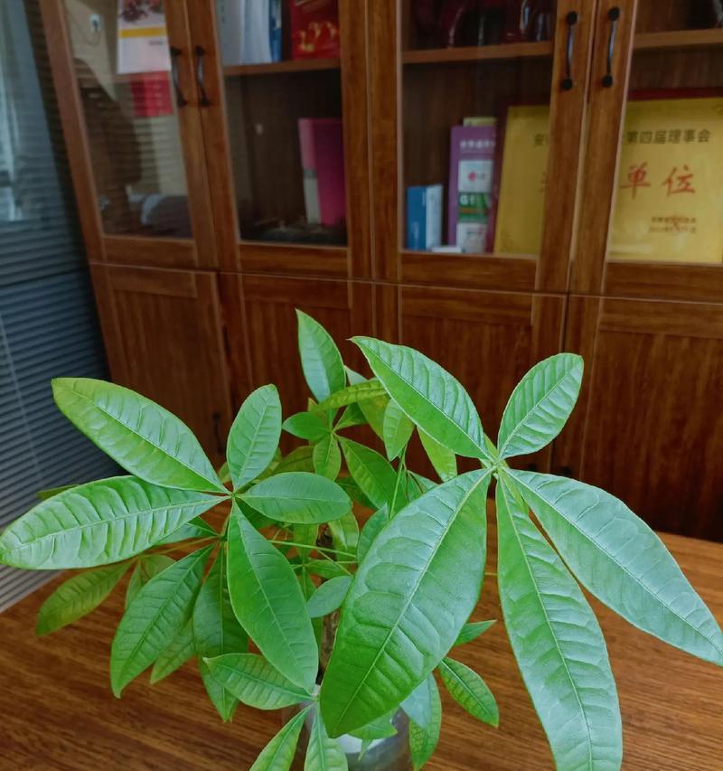 办公室什么植物好养？推荐适合办公环境的植物？