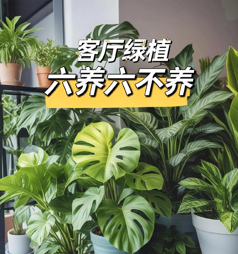 办公室什么植物好养？推荐适合办公环境的植物？