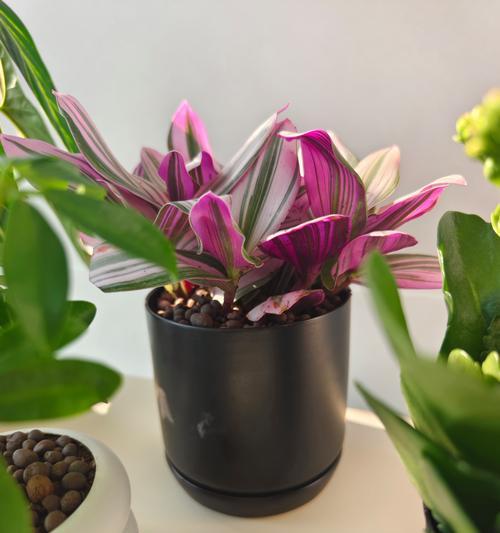 办公室什么植物好养？推荐适合办公环境的植物？