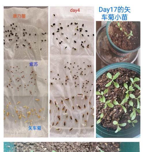 矢车菊种植过程中应注意什么？