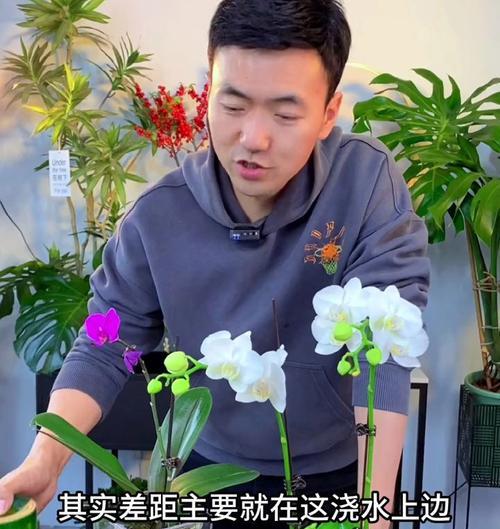 蝴蝶兰的养护技巧有哪些？如何延长花期？