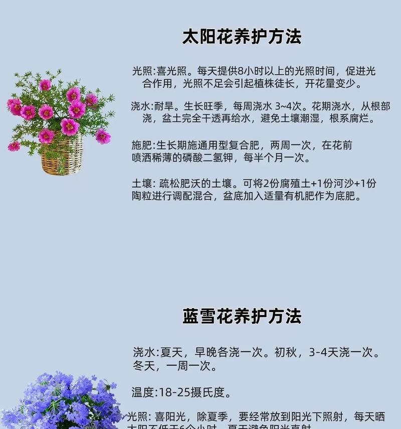 蝴蝶兰的养护技巧有哪些？如何延长花期？