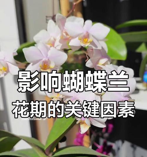 蝴蝶兰的养护技巧有哪些？如何延长花期？