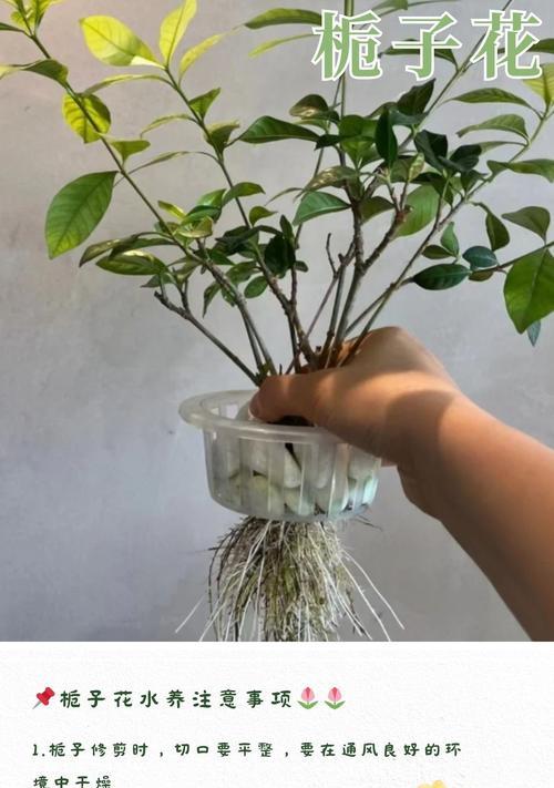 水栀子花的养殖技巧和常见问题解答？