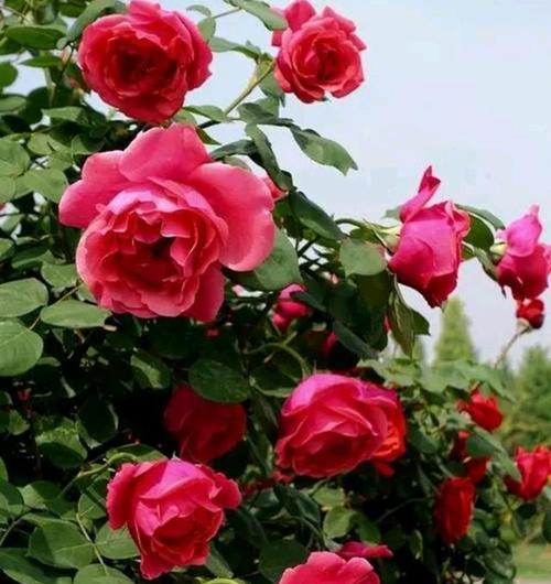 月季花有哪些品种？不同品种月季花的特点是什么？