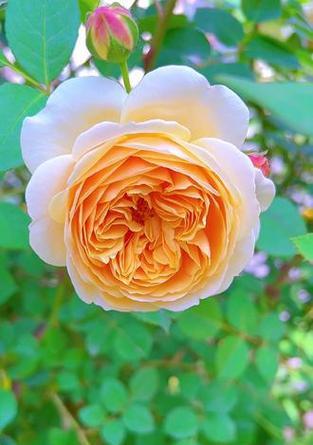 月季花有哪些品种？不同品种月季花的特点是什么？
