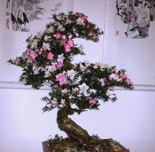 杜鹃花的修剪和造型技巧？