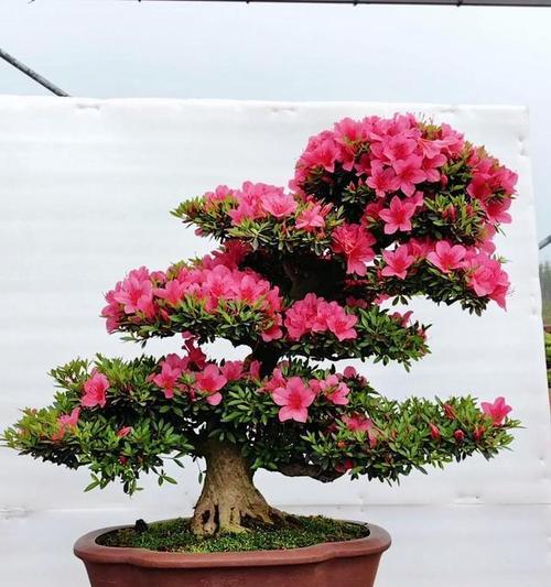 杜鹃花的修剪和造型技巧？