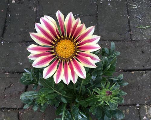 勋章菊种子的种植方法是什么？勋章菊种子的生长环境有哪些要求？