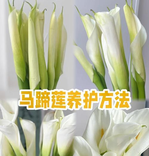 马蒂莲的养护方法是什么？